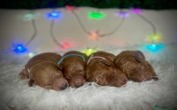 Cockapoo dogs for sale: Gorgeous Tiny Cockapoo mix:Asian Poodle & cockapoo - Image 1