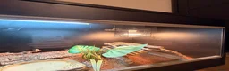 Corn Snake reptiles for sale: Friendly Corn Snake and full set up - Advert 4