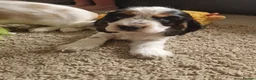 Cocker Spaniel dogs for sale: SIMPLY UNIQUE KC REG SHOW TYPE COCKER SPANIEL - Advert 8