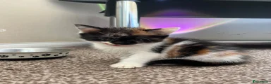 Mixed Breed 1