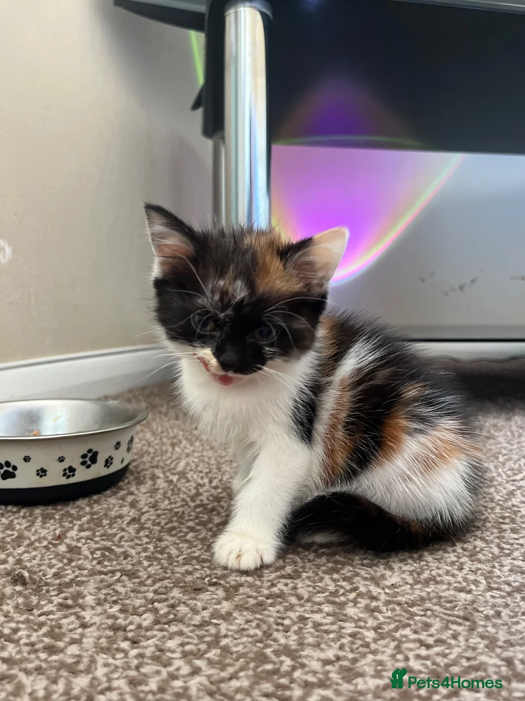 Mixed Breed cats for sale: 2 KITTENS AVAILABLE  - Advert 15
