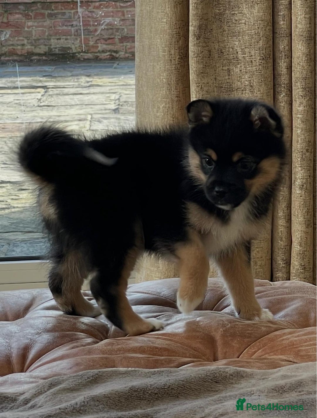 Pomsky dogs for sale: Pomsky Puppies AVAILABLE NOW - Advert 12