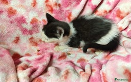 Mixed Breed cats for sale: Black and white kittens - Image 7