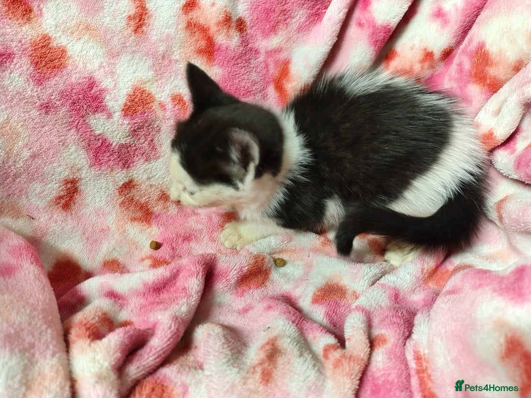 Mixed Breed cats for sale: Black and white kittens - Image 7