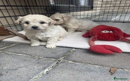 Bichon Frise dogs for sale: last 3 bichon frise remaining - Image 1