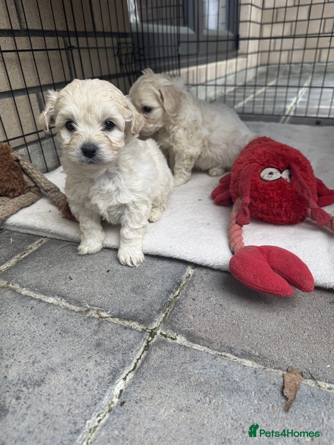 Bichon Frise dogs for sale: last 3 bichon frise remaining - Image 1