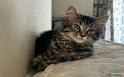 Maine Coon cats for sale: Beautiful Genie 3/4 Maine Coon entire female  - Image 8