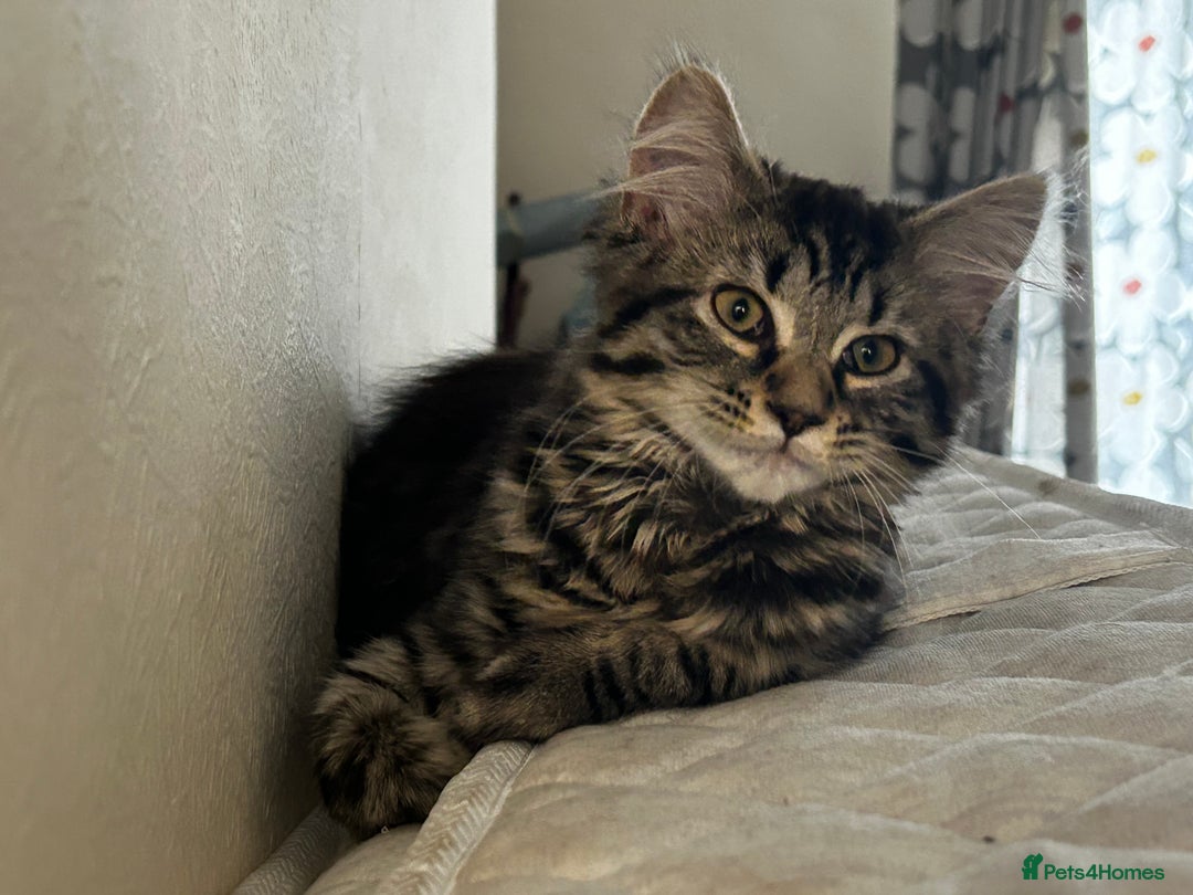 Maine Coon cats for sale: Beautiful Genie 3/4 Maine Coon entire female  - Image 8