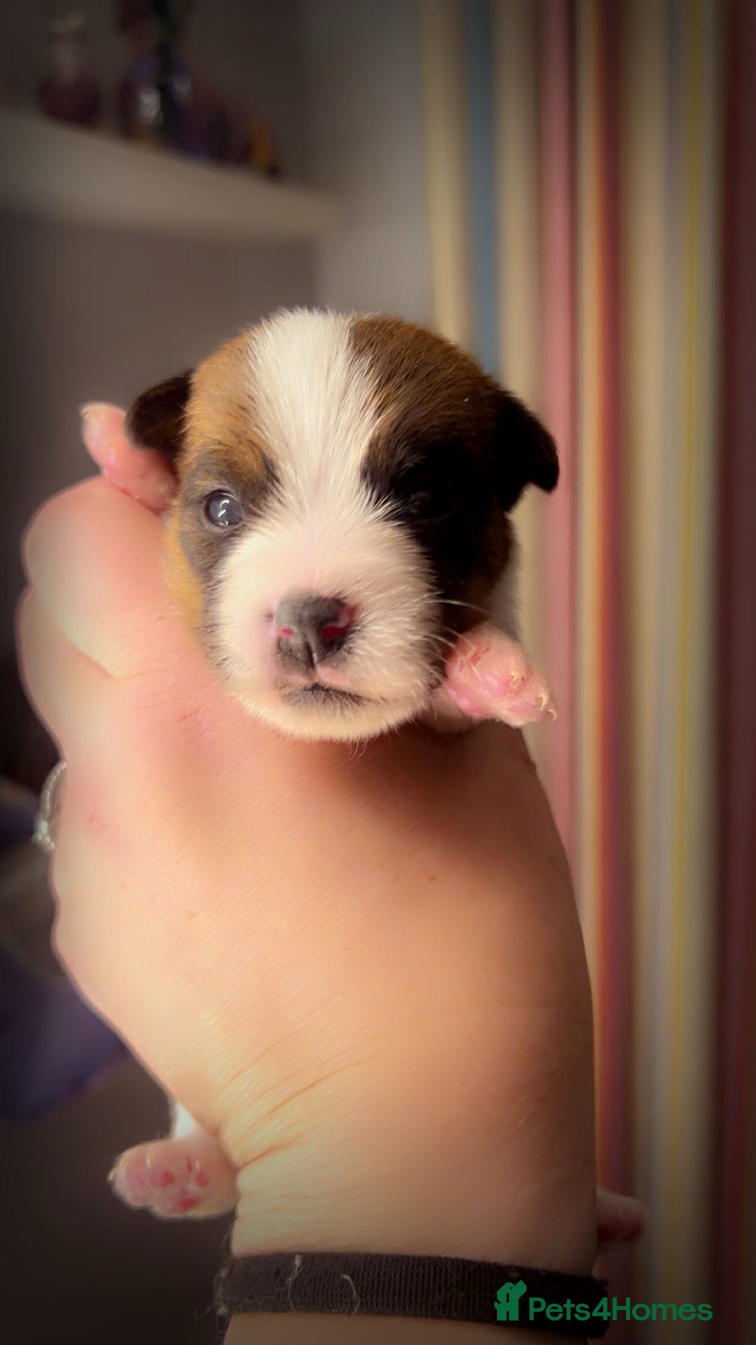 Jack Russell dogs for sale: Stunning jack Russel pups  - Advert 3