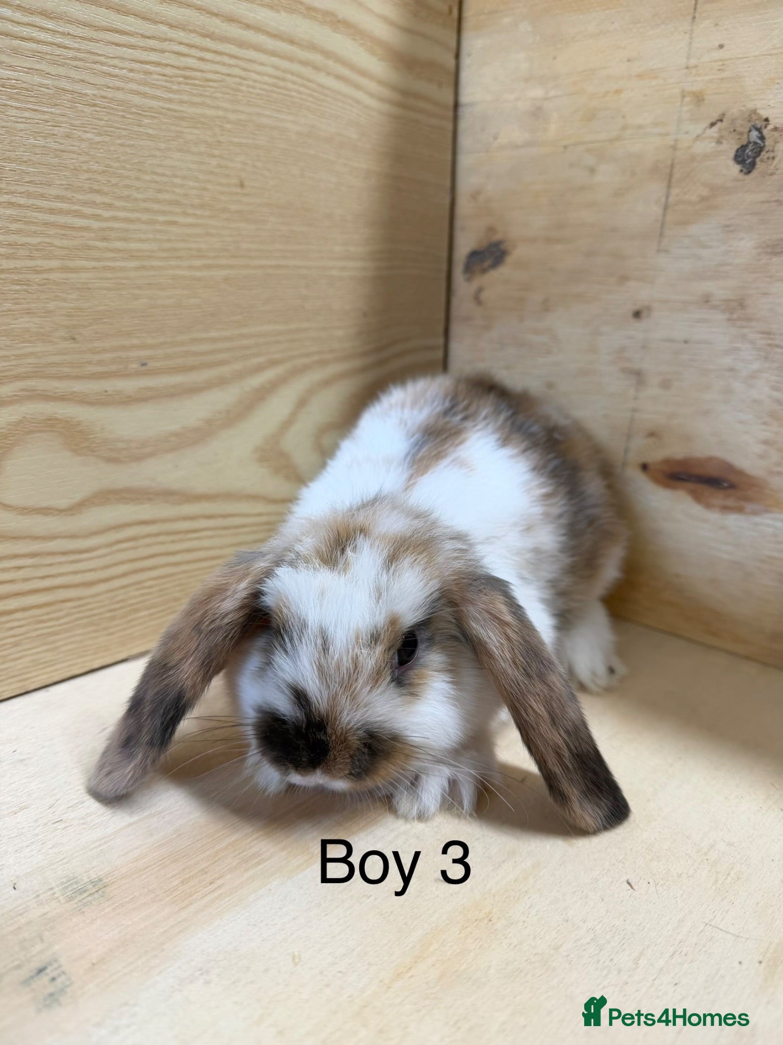 Mini Lop rabbits Beautiful mini lop bunnies - Advert 2