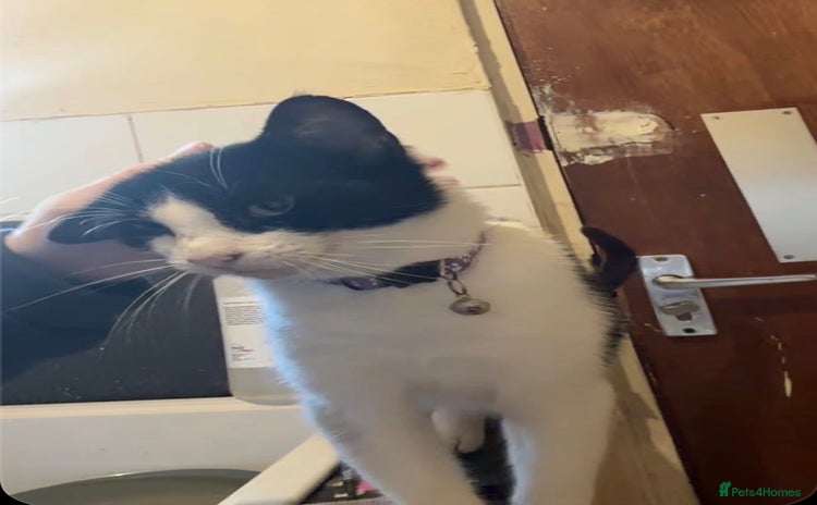 British Shorthair cats Luna British shorthair  - Advert 1