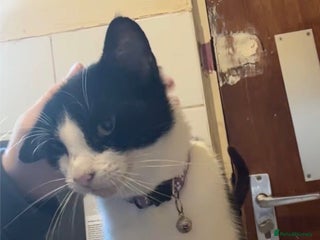 British Shorthair cats for sale: Luna British shorthair - Advert 1