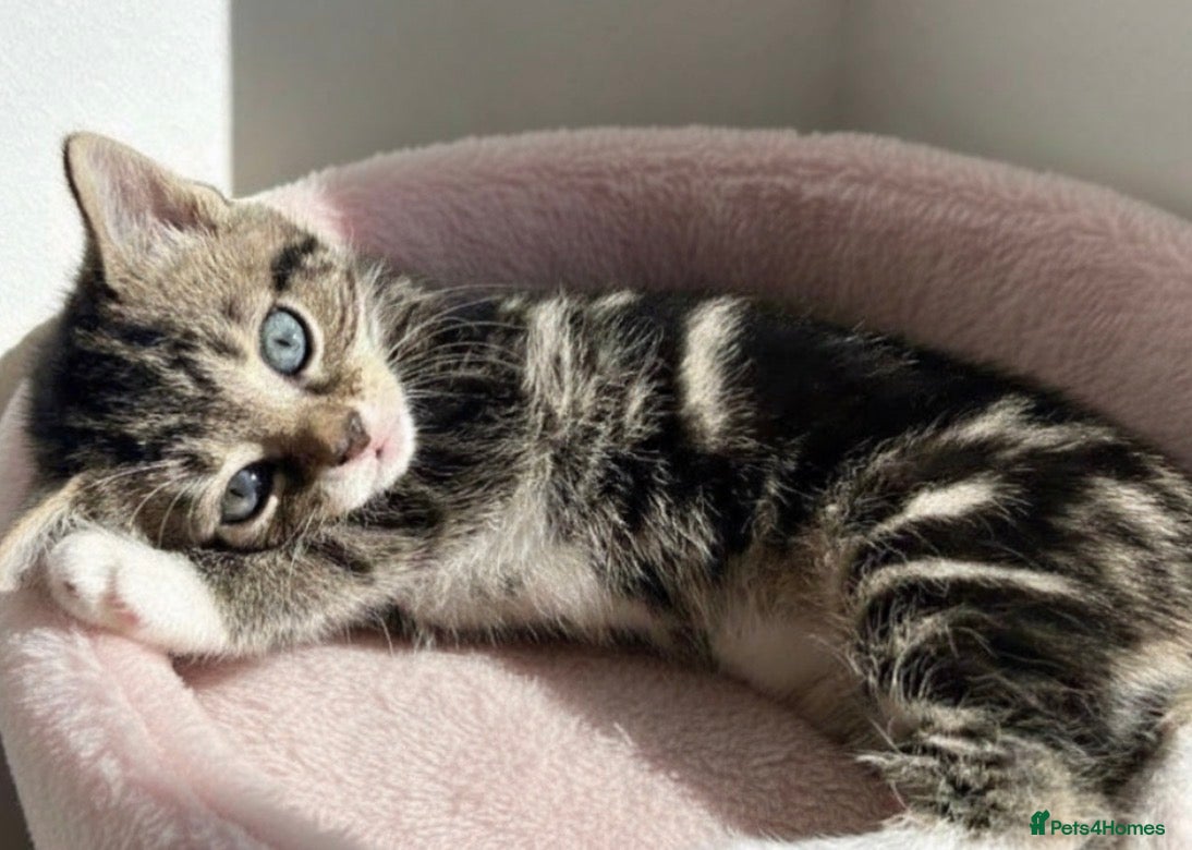 Mixed Breed cats ADORABLE KITTENS READ THIS WEEKEND  - Advert 1