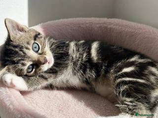 Mixed Breed cats ADORABLE KITTENS READ THIS WEEKEND - Advert 4