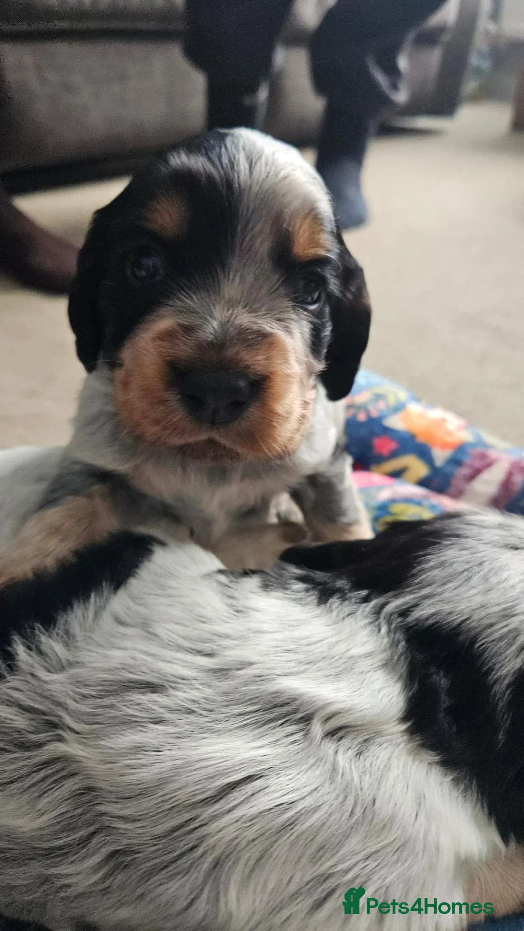 Cocker Spaniel dogs for sale: Roan working cocker spaniel pups in Liskeard - Advert 2