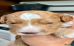 Goldendoodle dogs for stud: Rutlands Lil Cookie Cutter from Australia health T in Bedford - Image 9