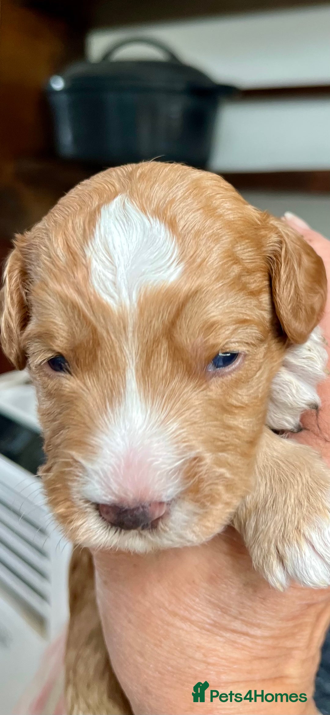 Goldendoodle dogs for stud: Rutlands Lil Cookie Cutter from Australia health T in Bedford - Image 9