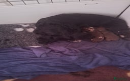 Doxiepoo dogs for sale: Beautiful fluffy Doxipoo puppies - Image 10