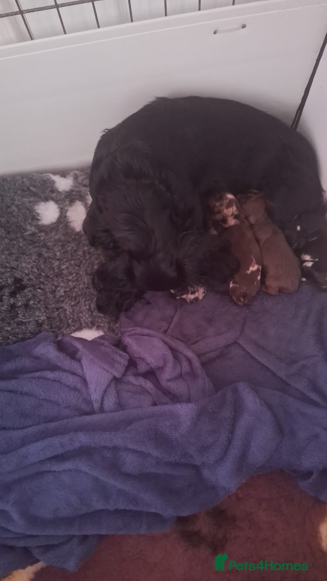 Doxiepoo dogs for sale: Beautiful fluffy Doxipoo puppies - Image 10