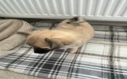 Chihuahua dogs for sale: Long haired chihuahuas READY TO LEAVE NOW. - Image 15