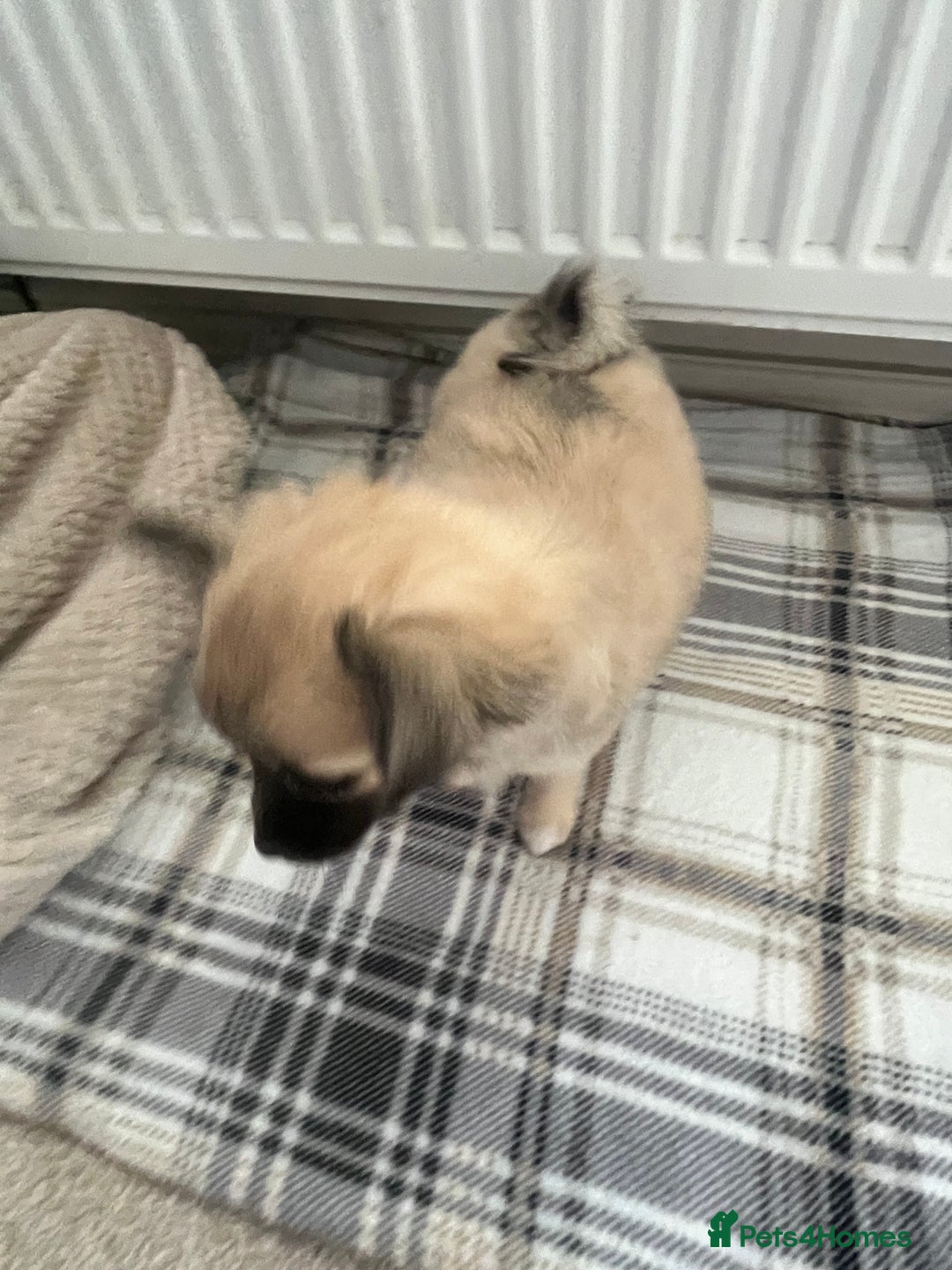 Chihuahua dogs for sale: Long haired chihuahuas READY TO LEAVE NOW. - Image 15
