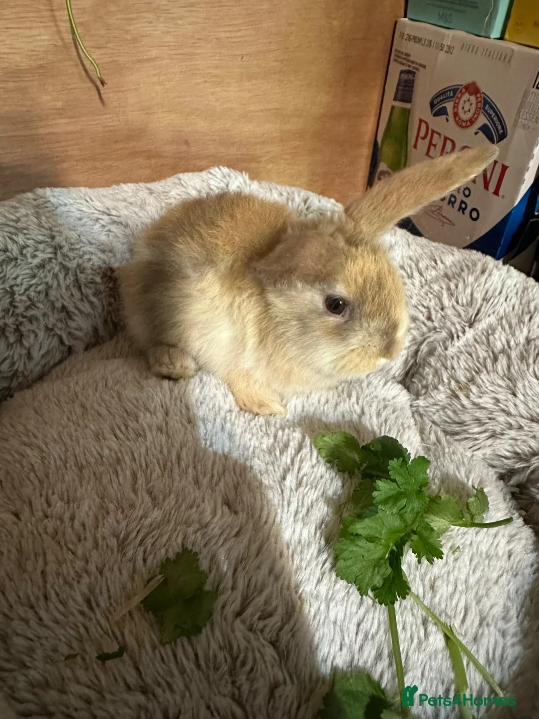 Mini Lop rabbits for sale: Mini Lop/Harlequin colours - Advert 18