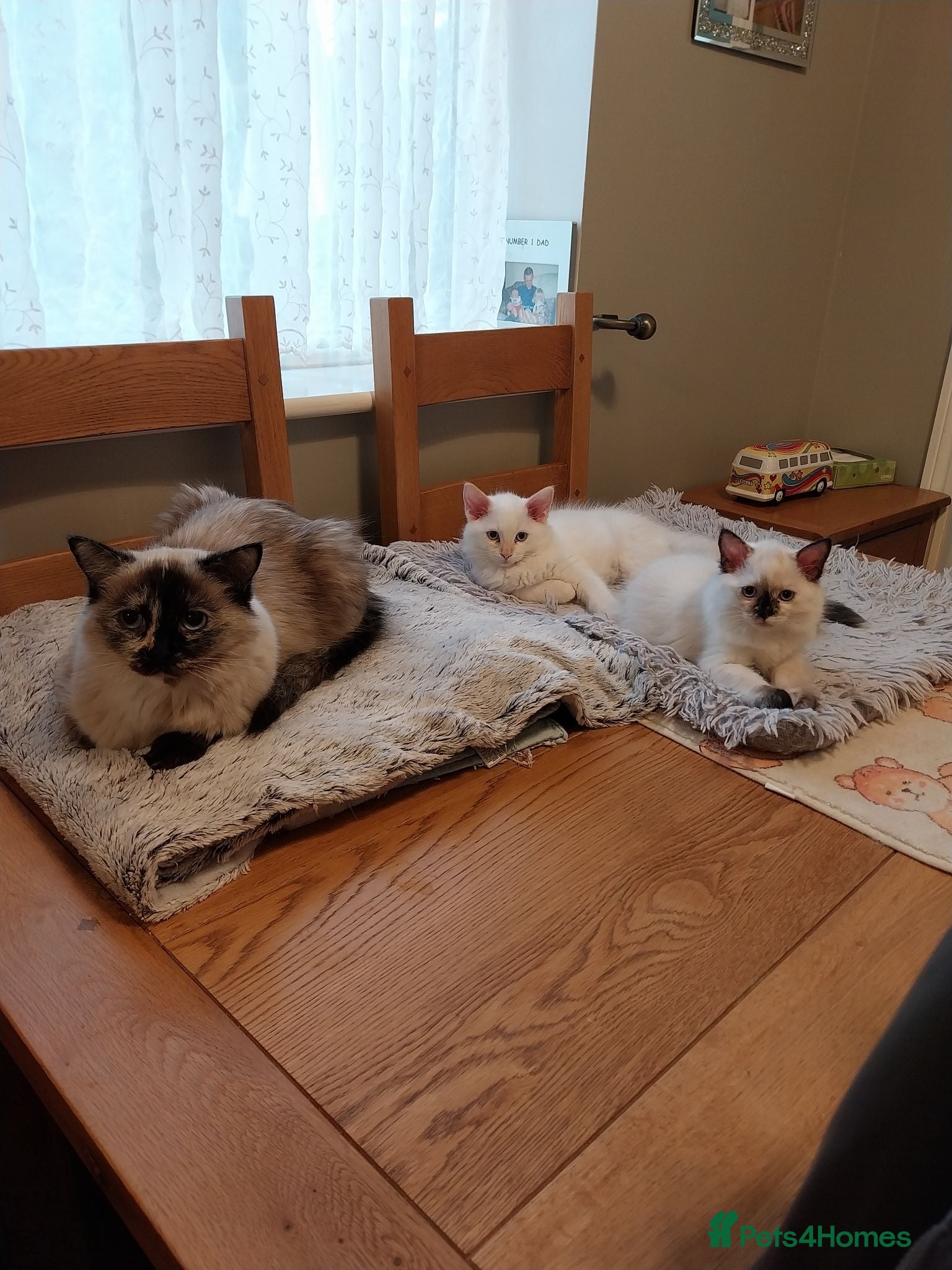 Ragdoll cats 2 Stunning Ragdolls looking for a forever home - Advert 2