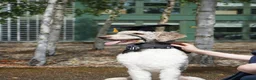 Standard Poodle dogs for sale: 3yr Old Male Standard Poodle - Advert 1
