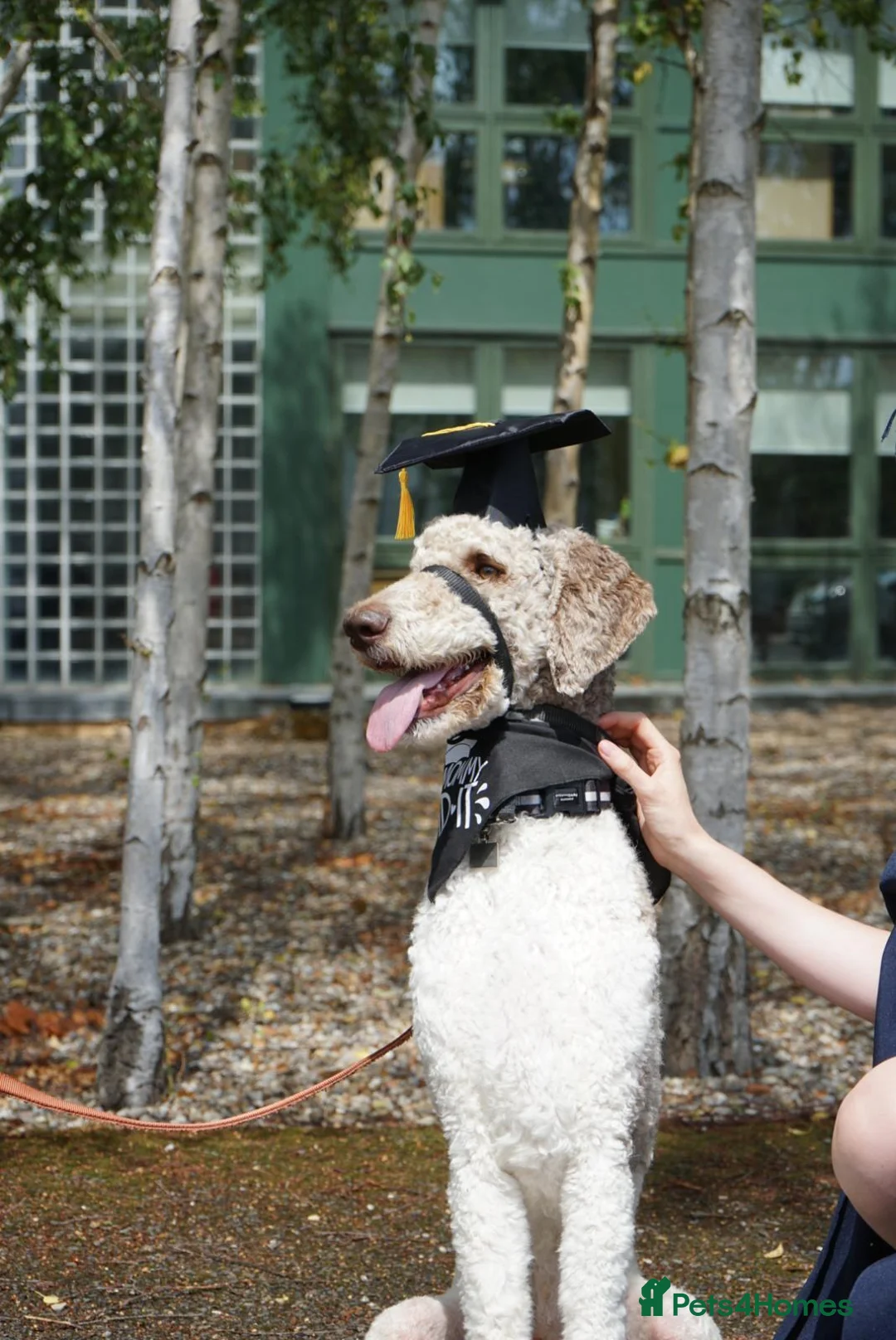 Standard Poodle dogs for sale: 3yr Old Male Standard Poodle - Advert 1