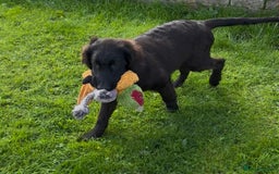 Flat coated Retriever dogs for sale: Black Flatcoat retriever puppies for sale  - Image 7