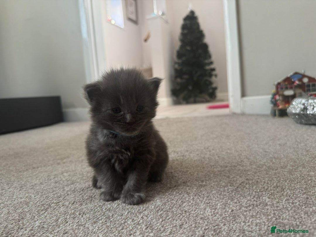 Ragcoon cats for sale: BEAUTIFUL RAGCOONS - Advert 14