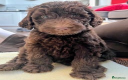 Labradoodle dogs for stud: Chocolate Standard Labradoodle Multigenerational  in Matlock - Image 6