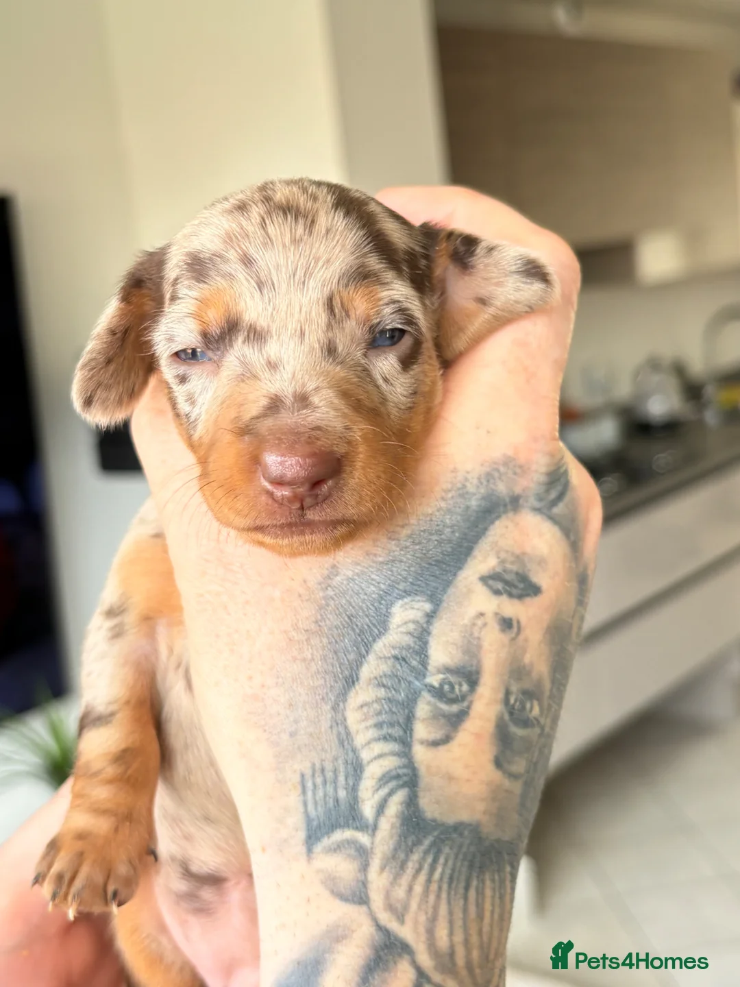 Miniature Dachshund dogs for sale: Miniature dachshunds - Advert 2