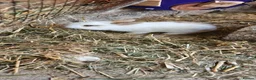 Mixed Breed rabbits for sale: My baby rabbits are toilet trained.🥰 - Advert 7