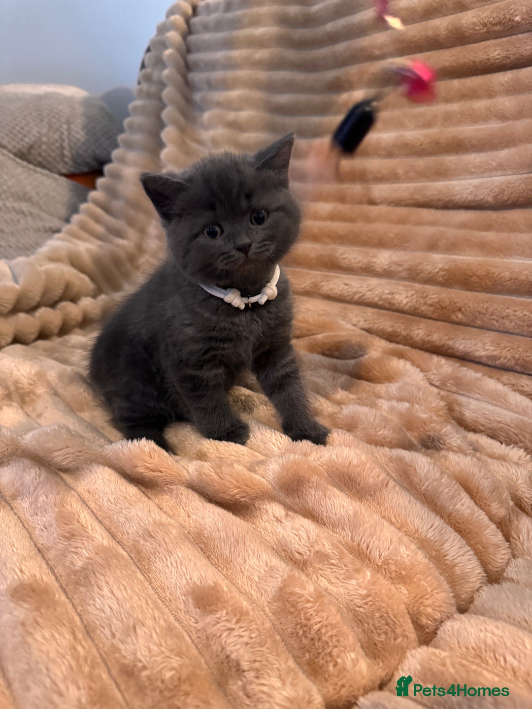 British Shorthair cats for sale: 7 lovely BSH😍 - Advert 18