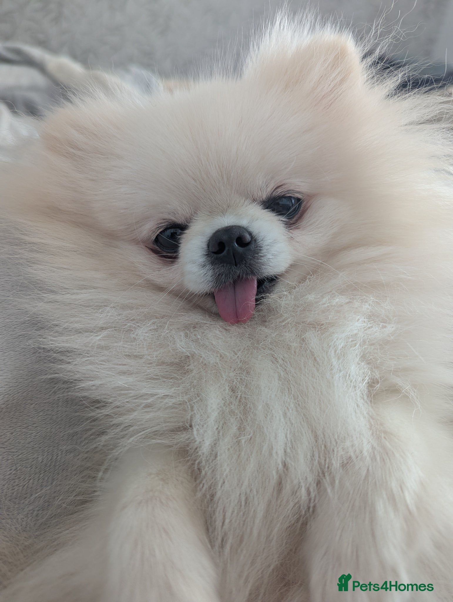 Pomeranian dogs 2 pomeranian girls kc reg - Advert 4
