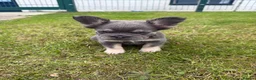 French Bulldog dogs for sale: 1 female puppy for sale  - Advert 4