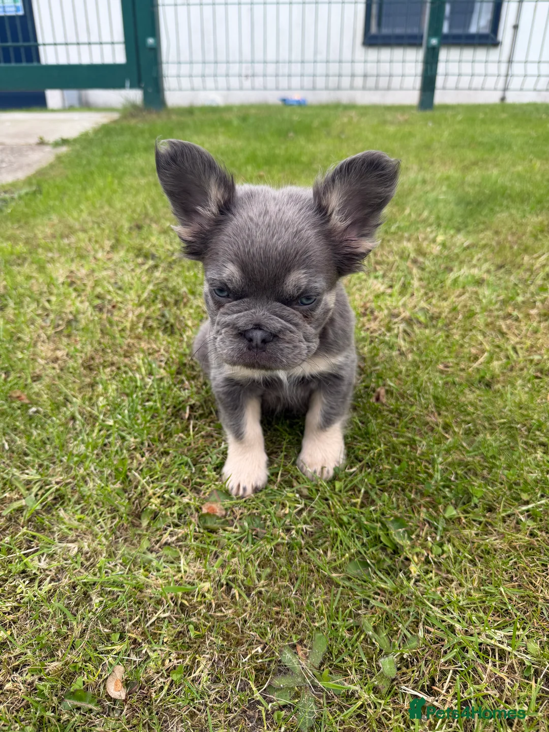 French Bulldog dogs for sale: 1 female puppy for sale  - Advert 4