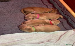 Golden Retriever dogs for sale: Working Golden Retriever pups - 1 BITCH REMAINING - Image 5