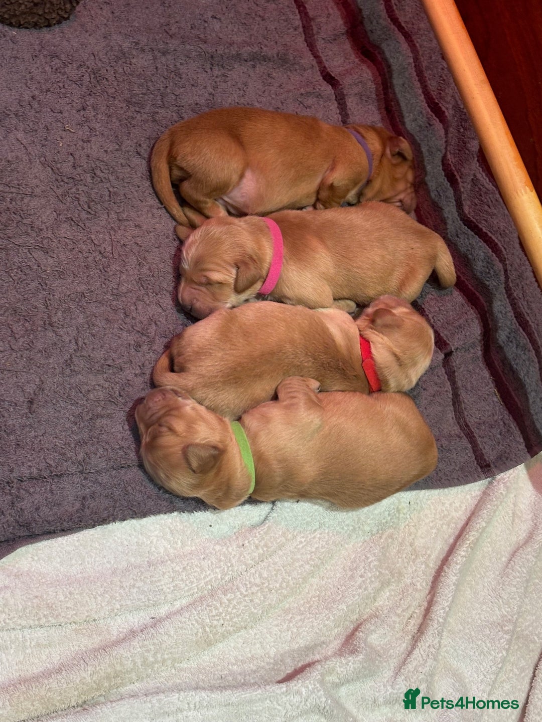 Golden Retriever dogs for sale: Working Golden Retriever pups - 1 BITCH REMAINING - Image 5
