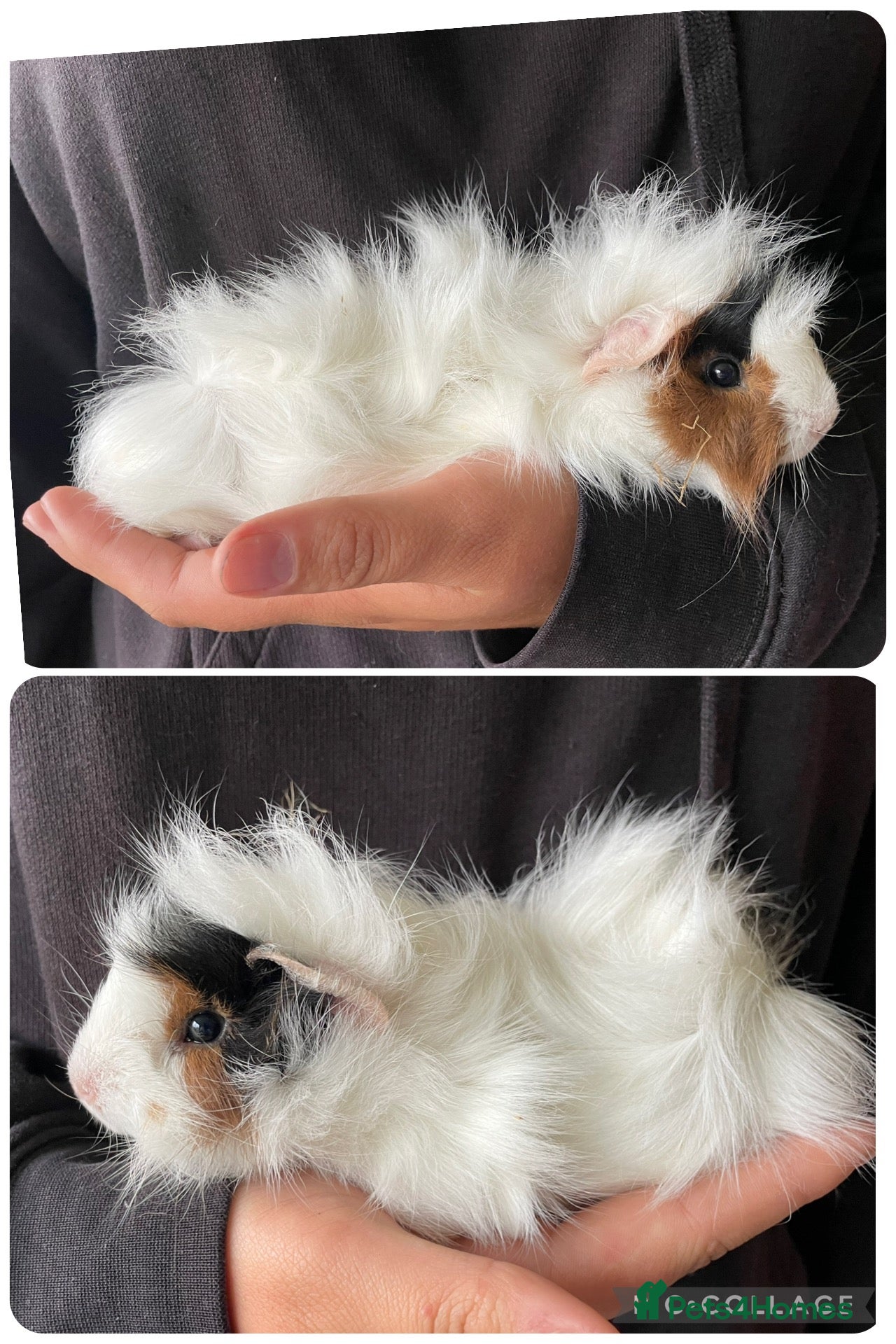 Guinea Pig rodents Baby boar guinea pigs  - Advert 2