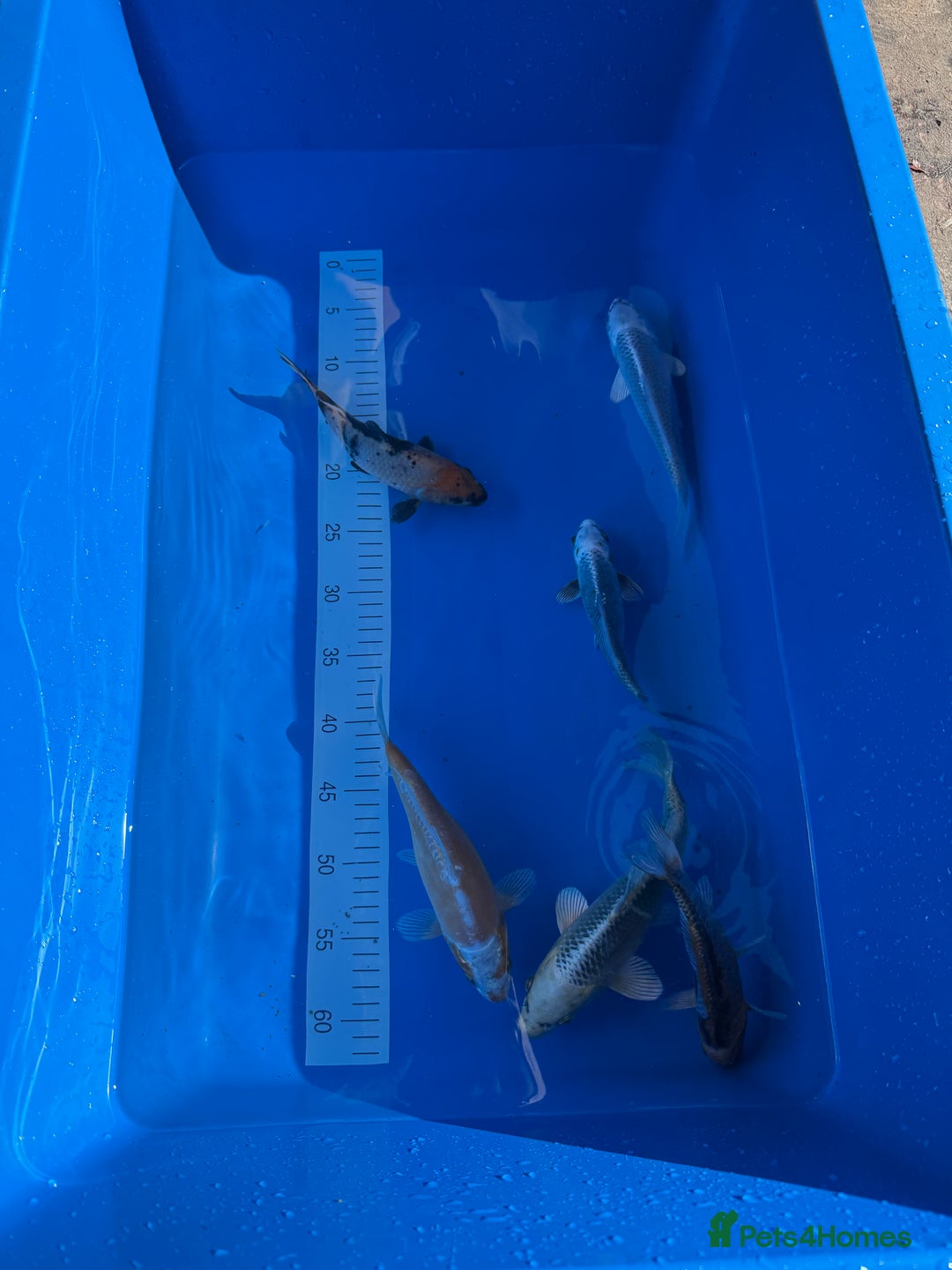 Koi Carp fish for sale: Various koi carp - Image 23