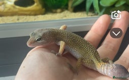 Leopard Gecko reptiles for sale: Female Leopard Gecko!  - Image 3