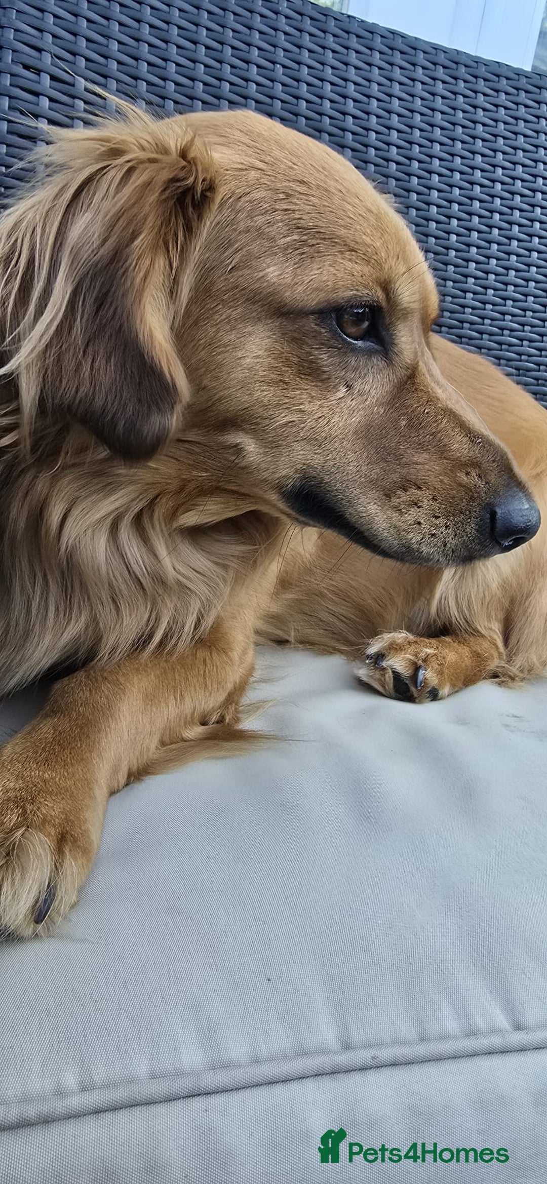 Mixed Breed dogs for adoption: 💖🐶 SANDY 🐶💖 - Image 24