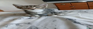 Mixed Breed 1