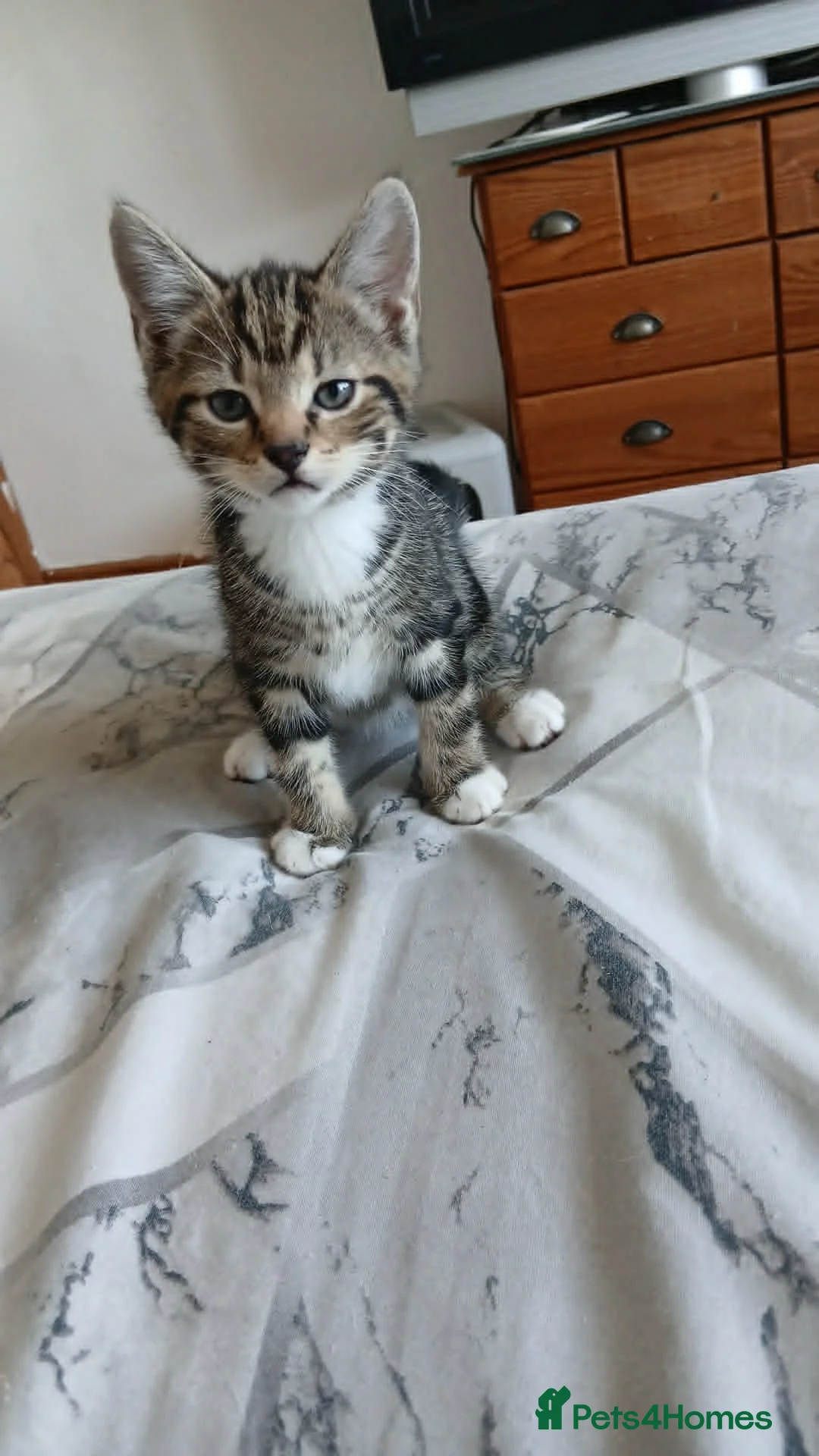 Mixed Breed cats for sale: 4 lovely kittens - Advert 5
