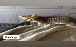 Mixed Breed cats for sale: Kittens  - Image 3