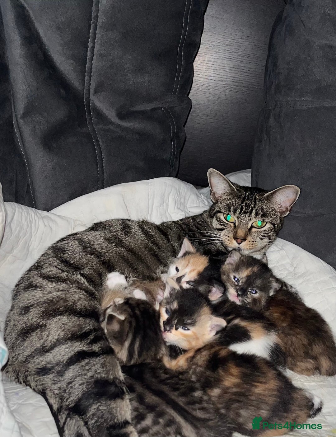 Mixed Breed cats for sale: 4 beautiful kittens looking for new homes  - Advert 2