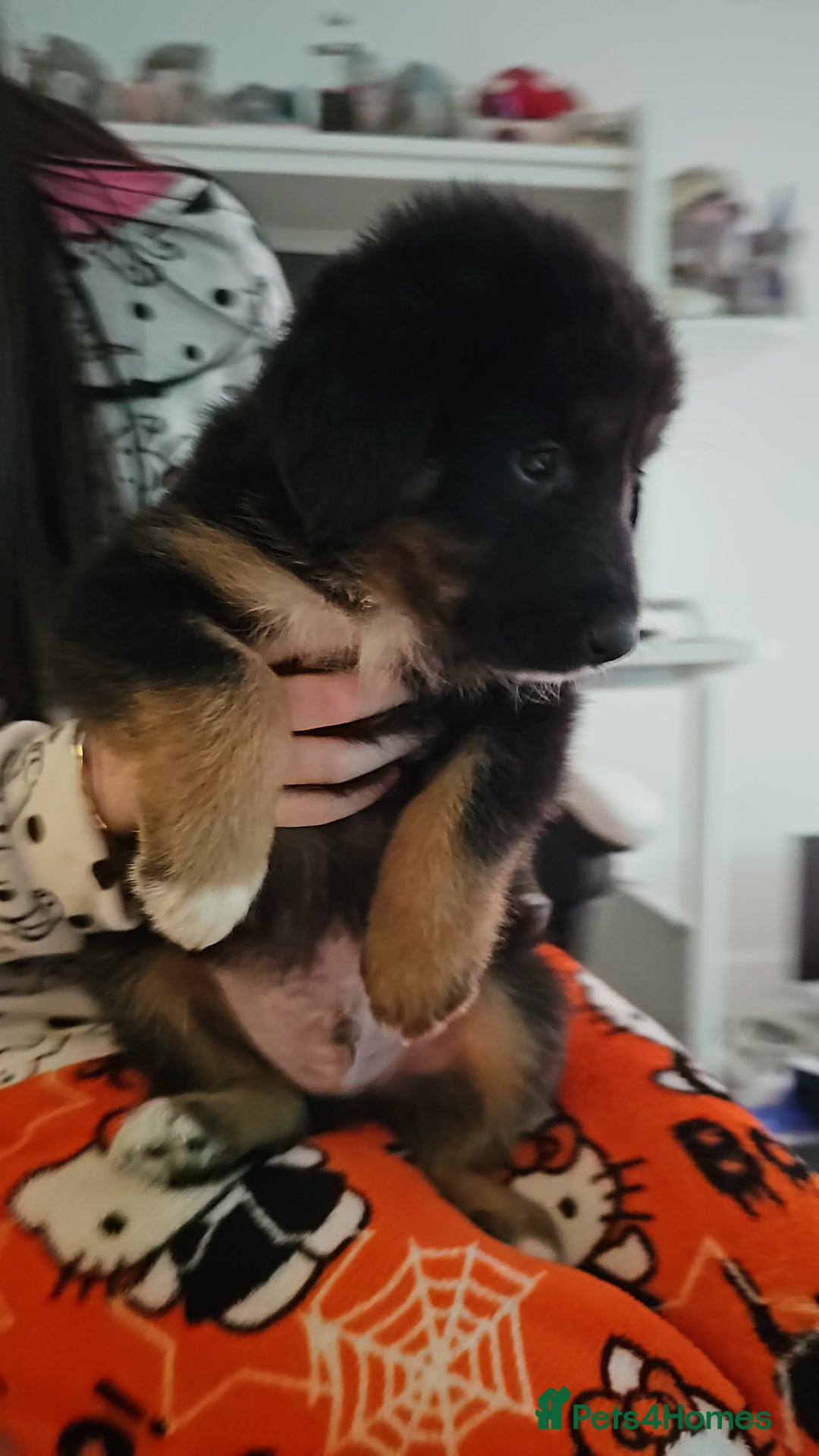 Mixed Breed dogs for sale: Beautiful little bear cubs - Advert 3