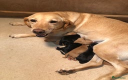 Mixed Breed dogs for sale: Sprockerdor puppies for sale - Image 9